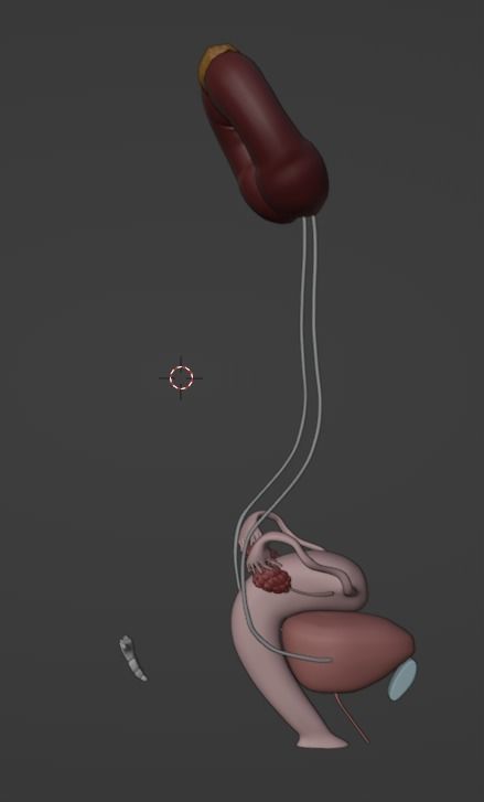 3D Model of Female Reproductive Urinary System Hip and Sacrum 3D model_123