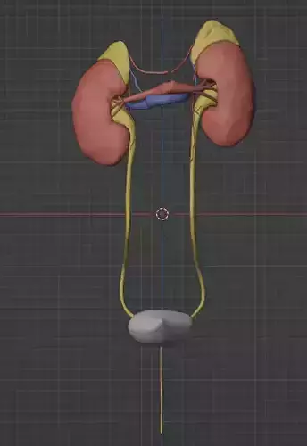 3D Model of Renal System