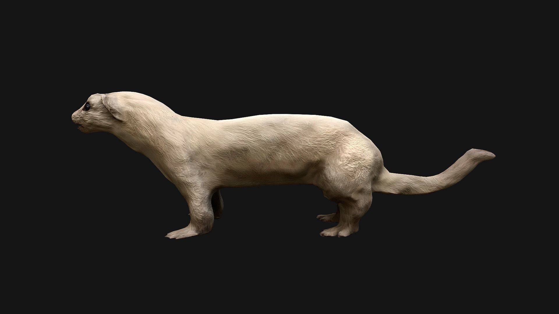 Weasel Ermine Low-poly 3D model_5