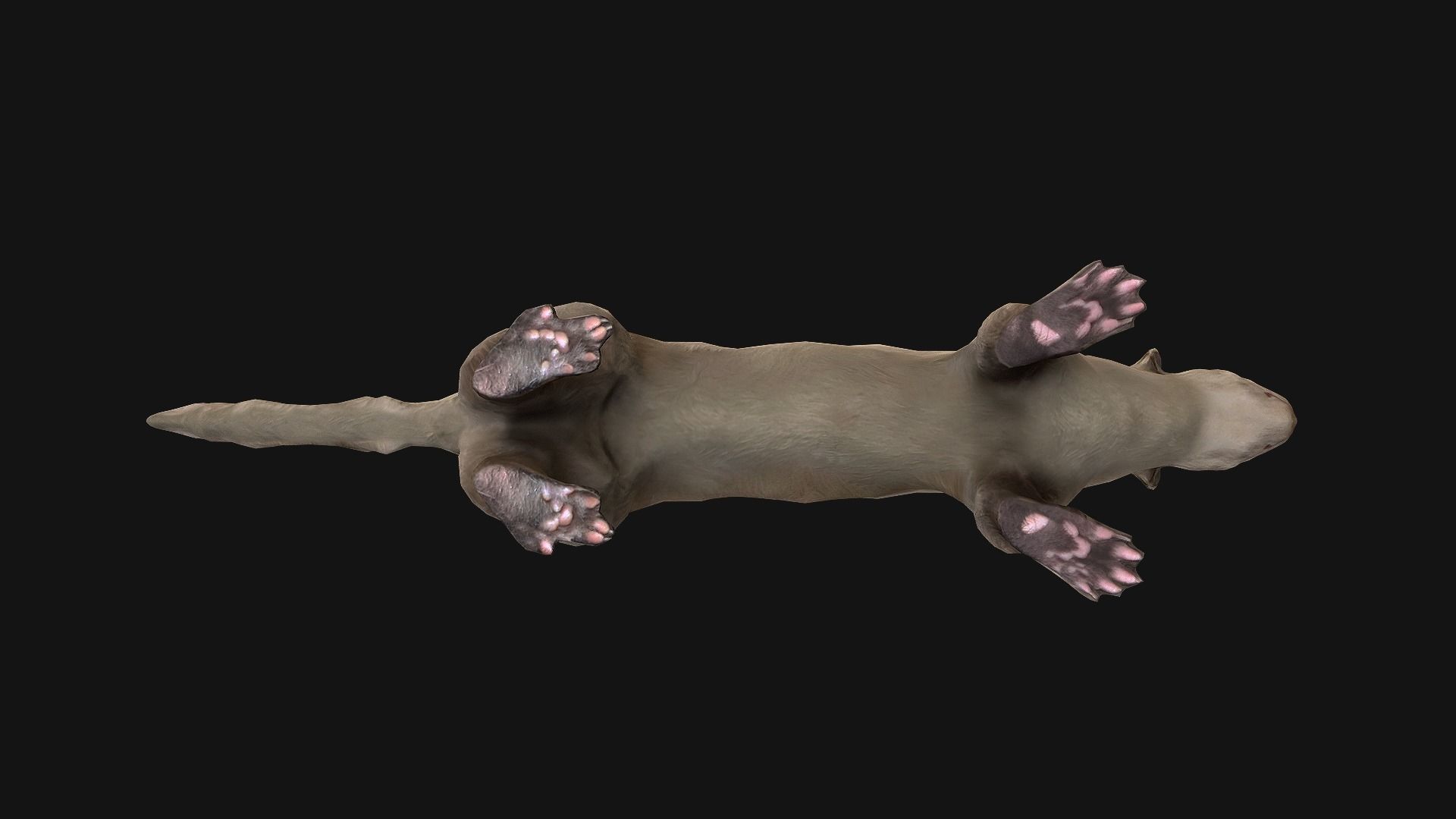 Weasel Ermine Low-poly 3D model_9