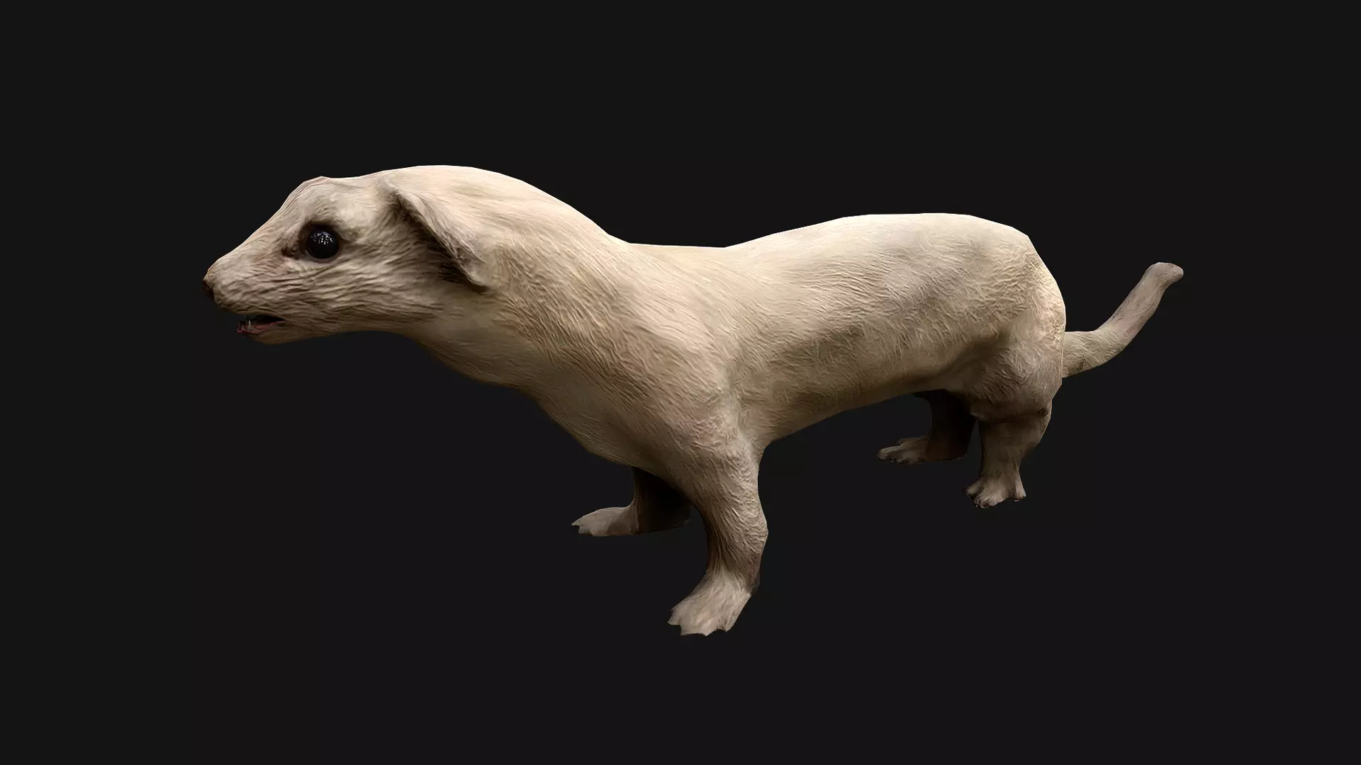 Weasel Ermine Low-poly 3D model_0