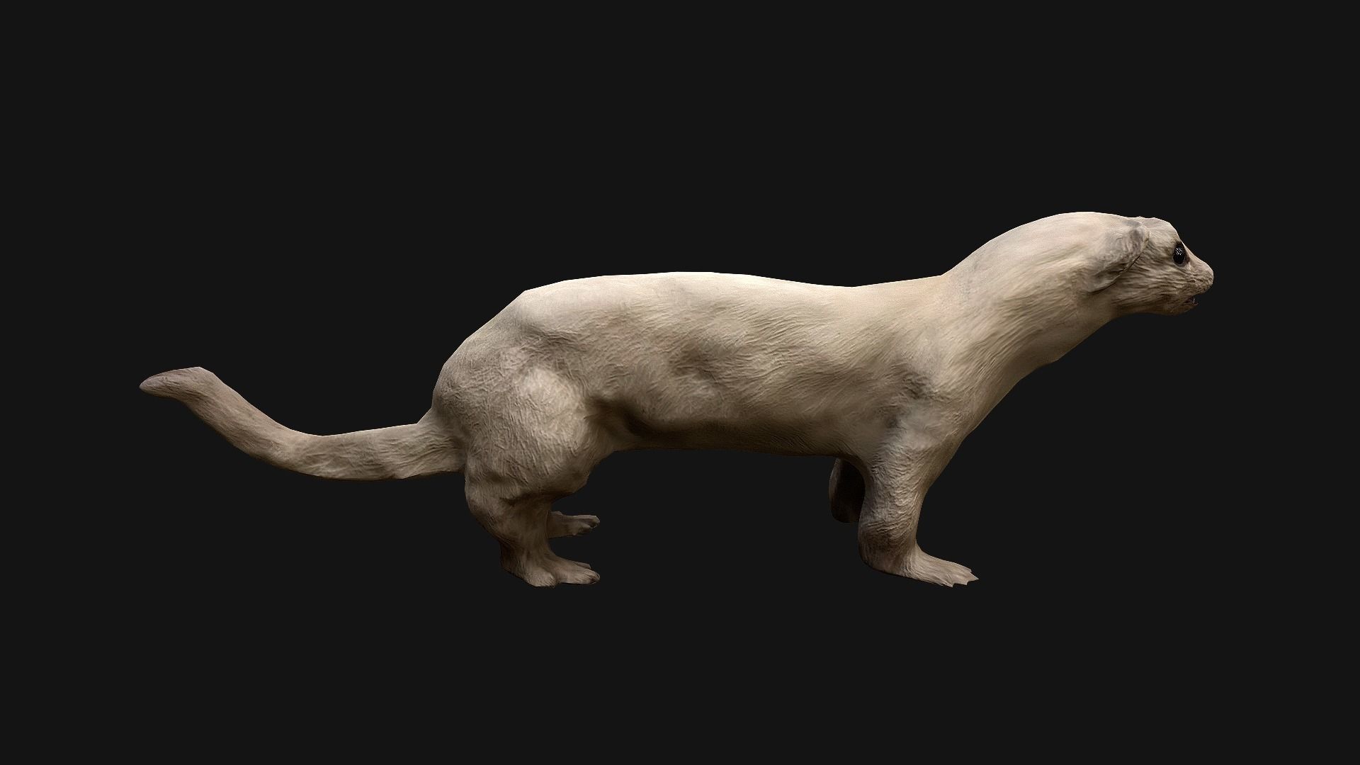 Weasel Ermine Low-poly 3D model_10