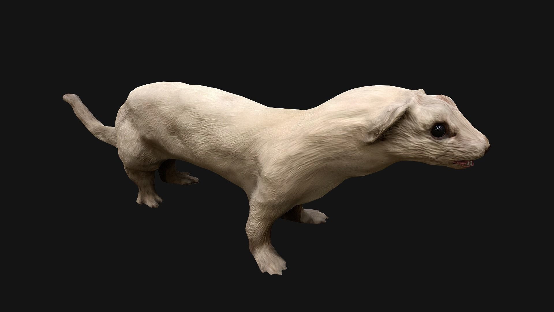 Weasel Ermine Low-poly 3D model_11