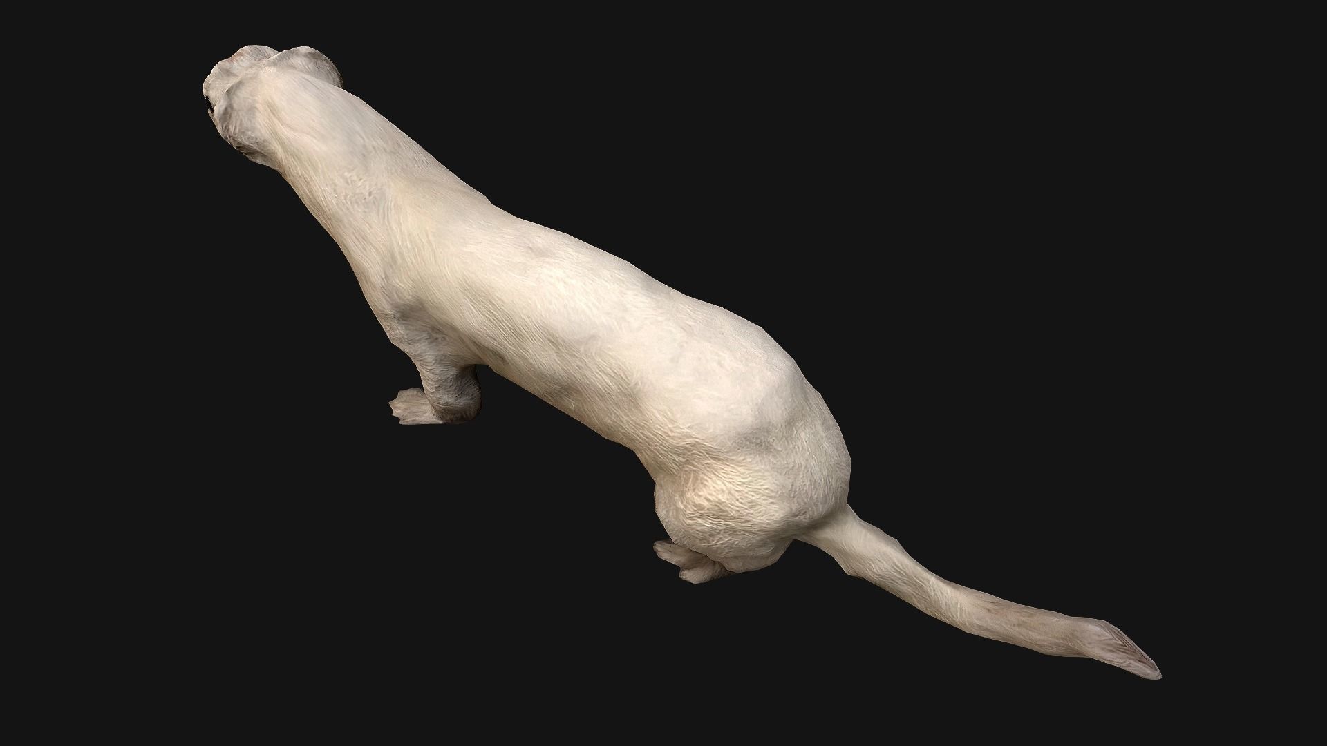 Weasel Ermine Low-poly 3D model_6