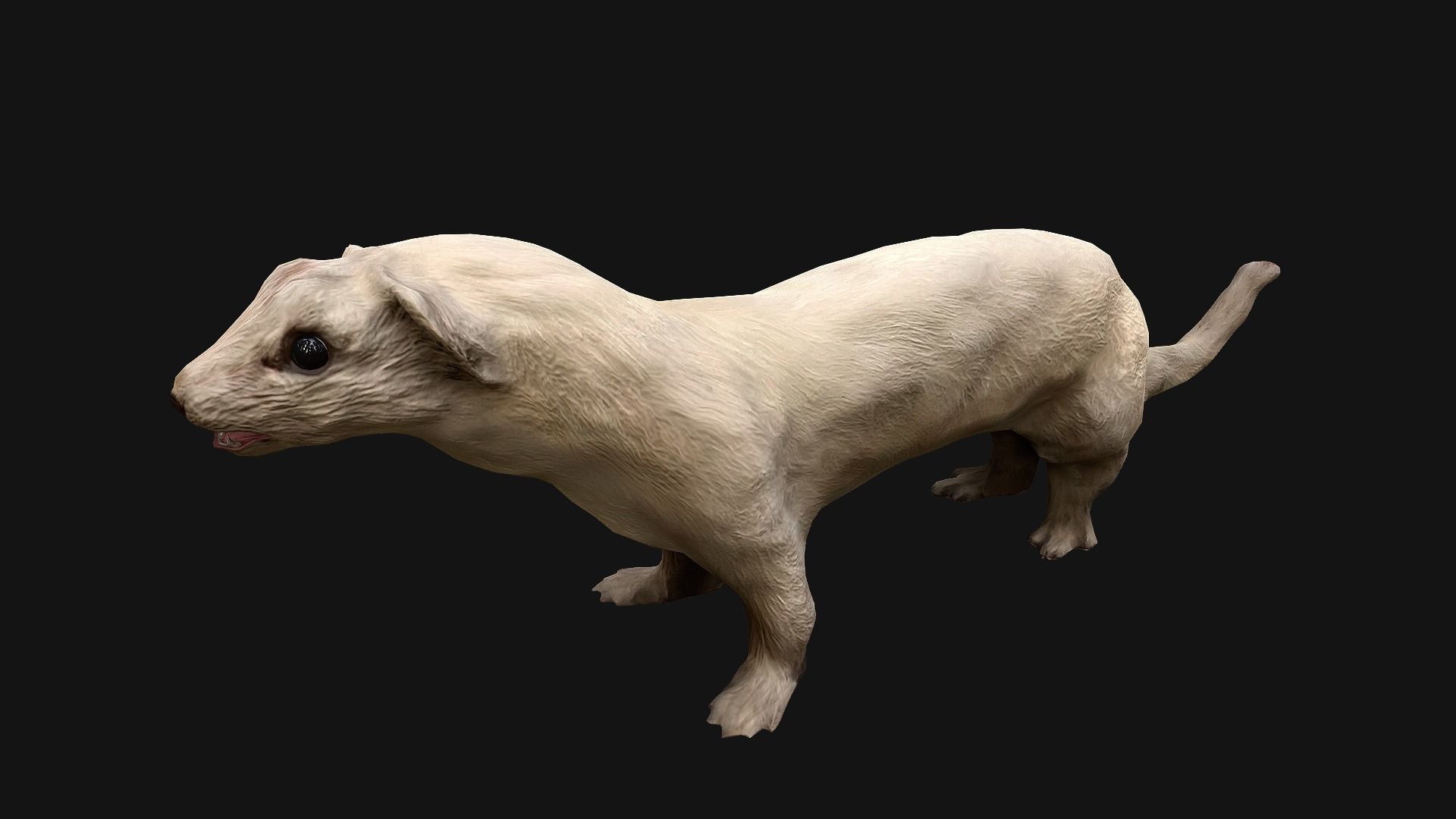 Weasel Ermine Low-poly 3D model_15