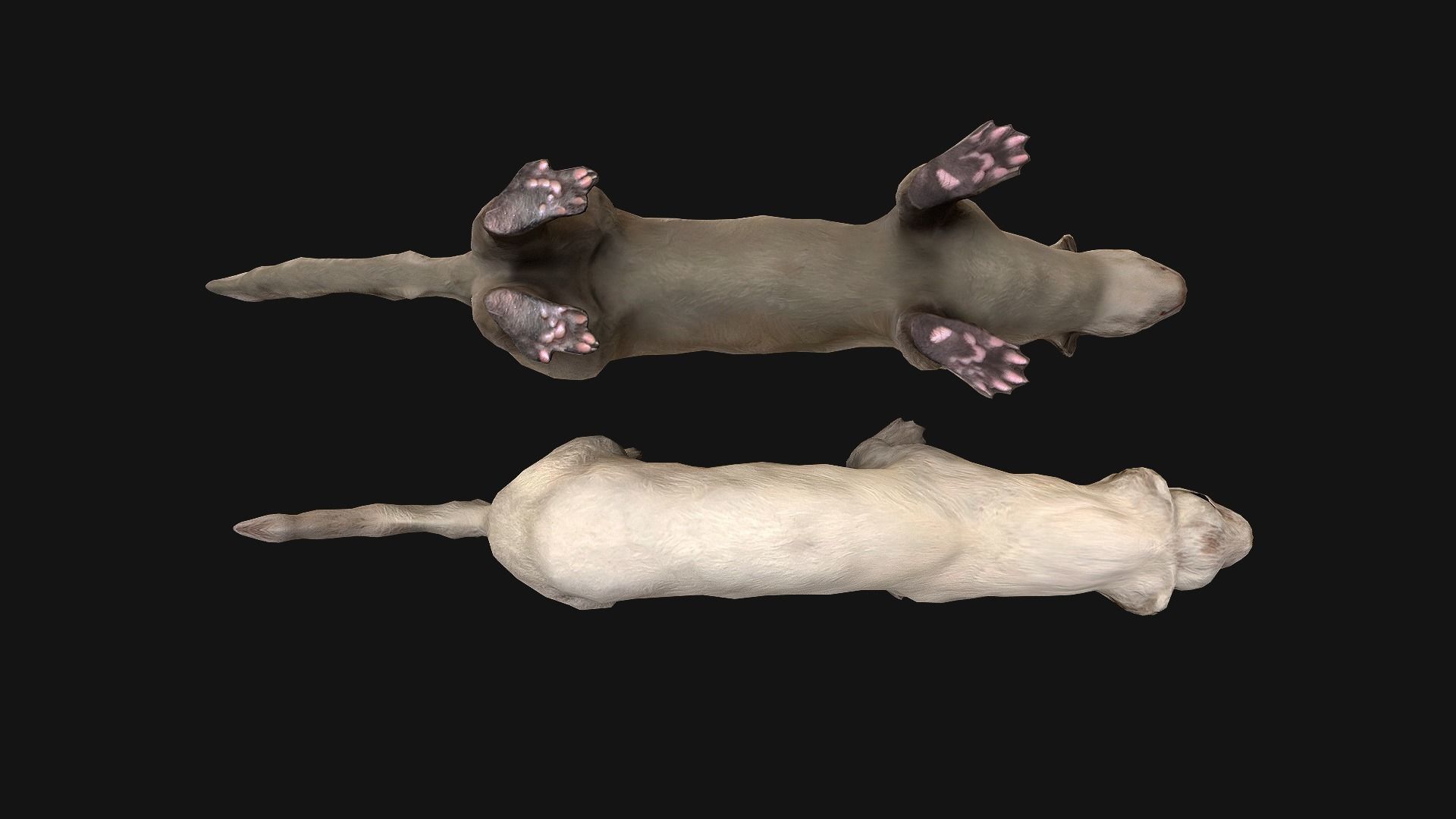 Weasel Ermine Low-poly 3D model_8