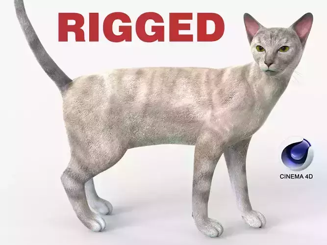 White Cat Sphynx Rigged for Cinema 4D 3D Model Low-poly 3D model