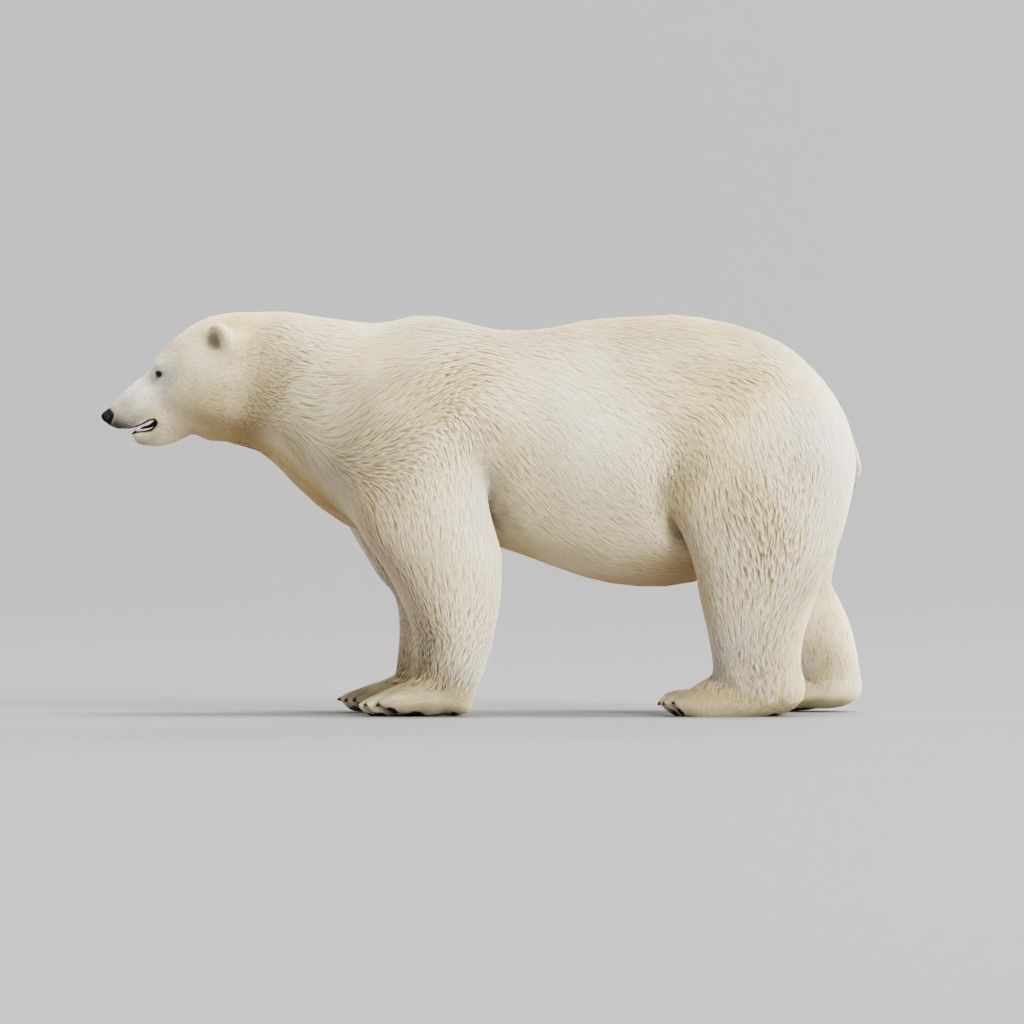 Polar Bear 3D model_5