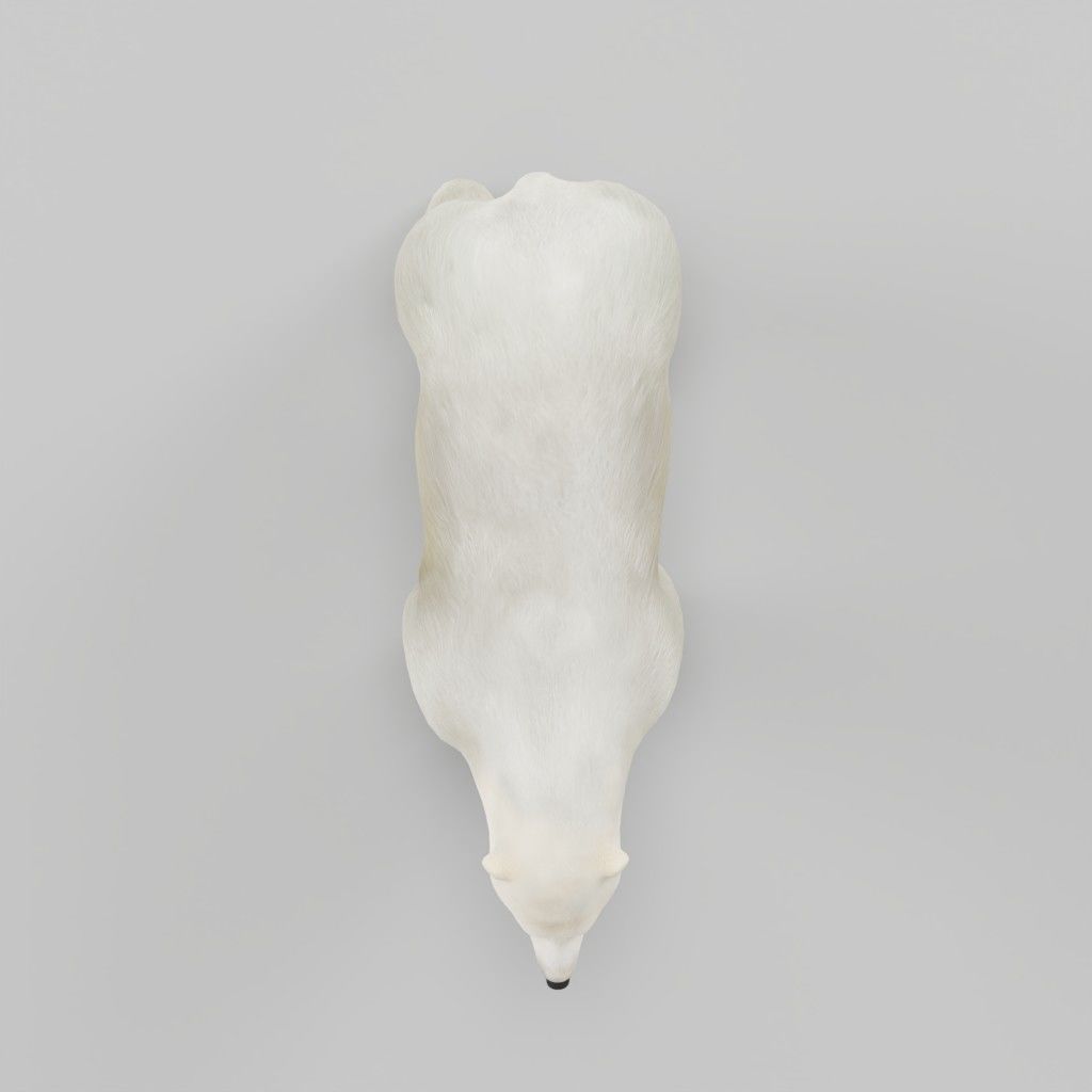 Polar Bear 3D model_2