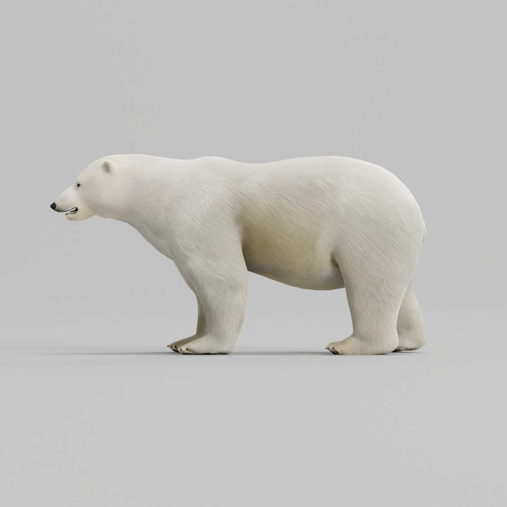 Polar Bear 3D model_9