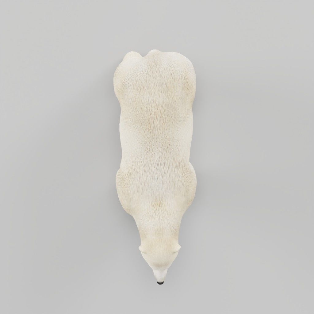 Polar Bear 3D model_8