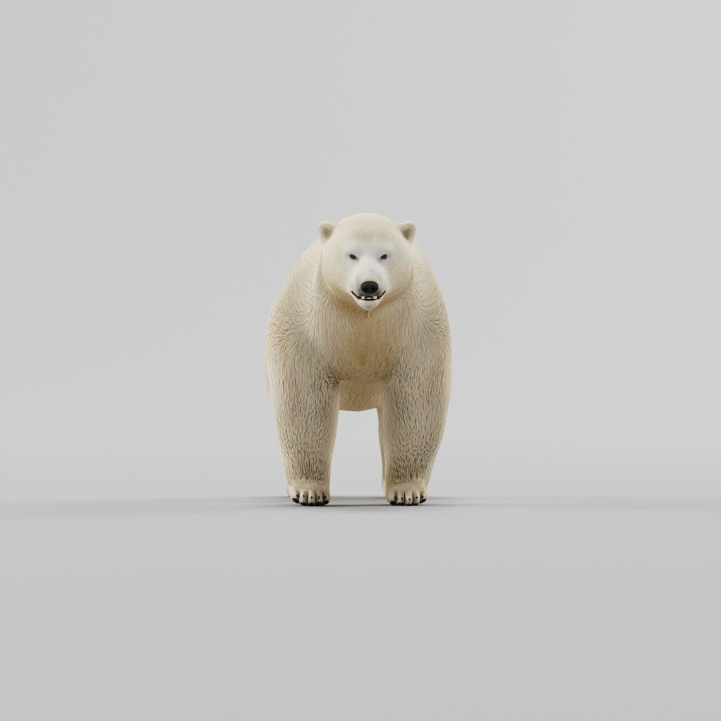 Polar Bear 3D model_10