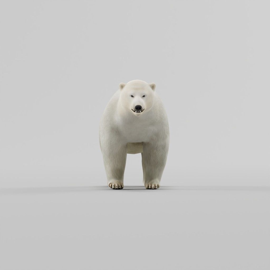 Polar Bear 3D model_7