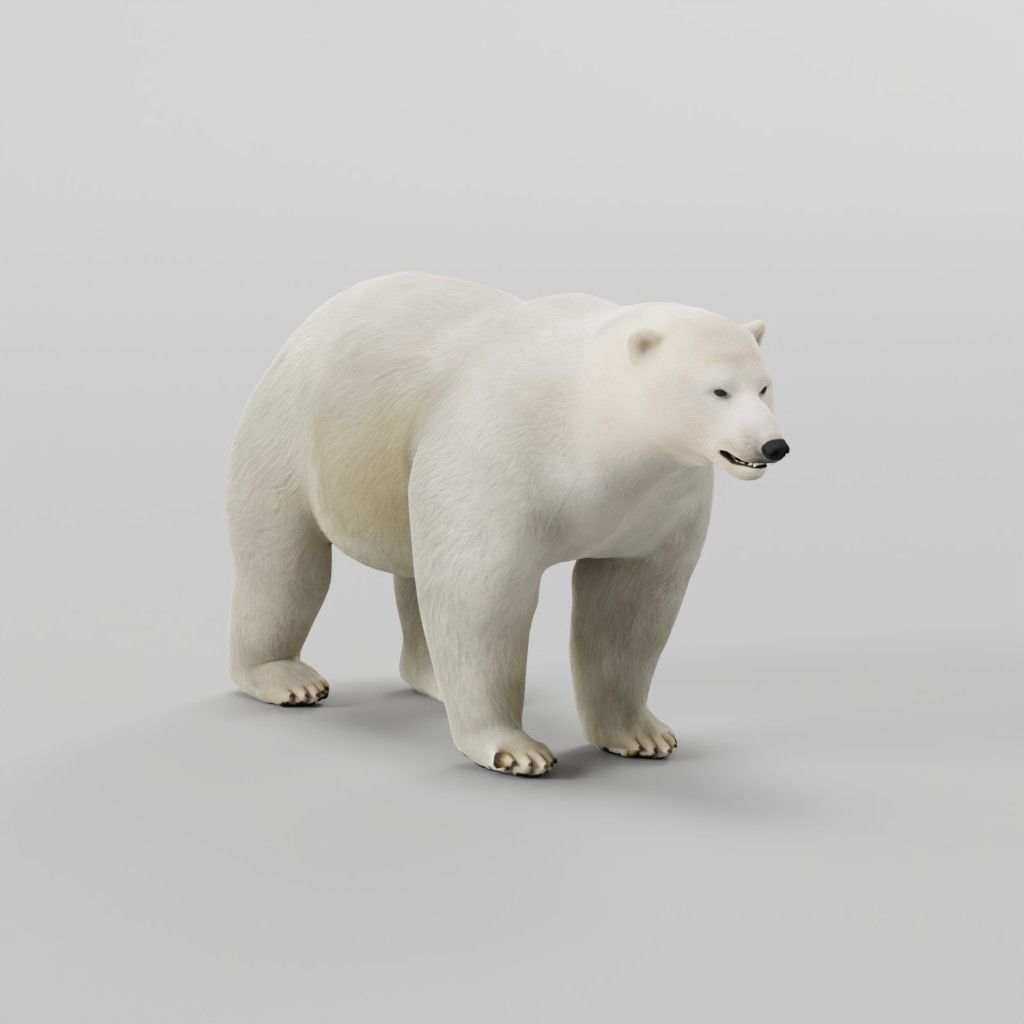 Polar Bear 3D model_3