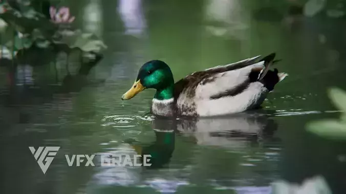 Male Mallard Animation VFX Grace 3D model