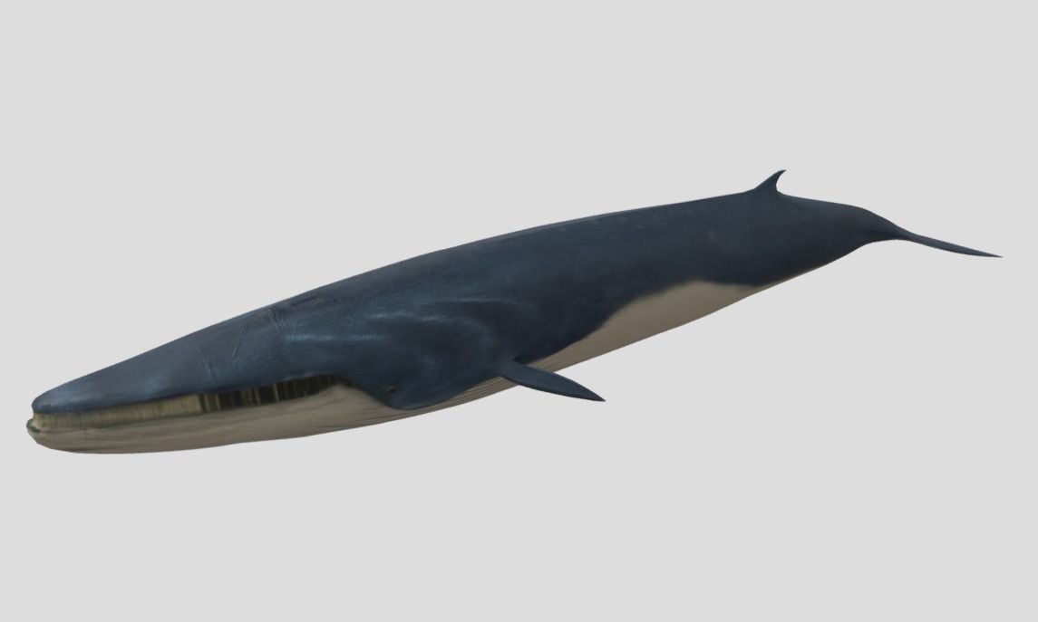 Fin-Whale Animated Low-poly Low-poly 3D model_7