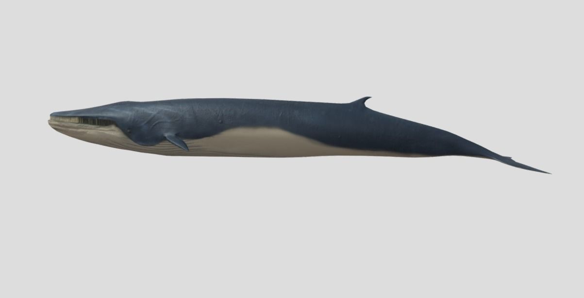 Fin-Whale Animated Low-poly Low-poly 3D model_3