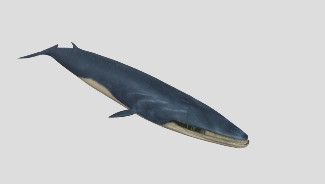 Fin-Whale Animated Low-poly Low-poly 3D model_6