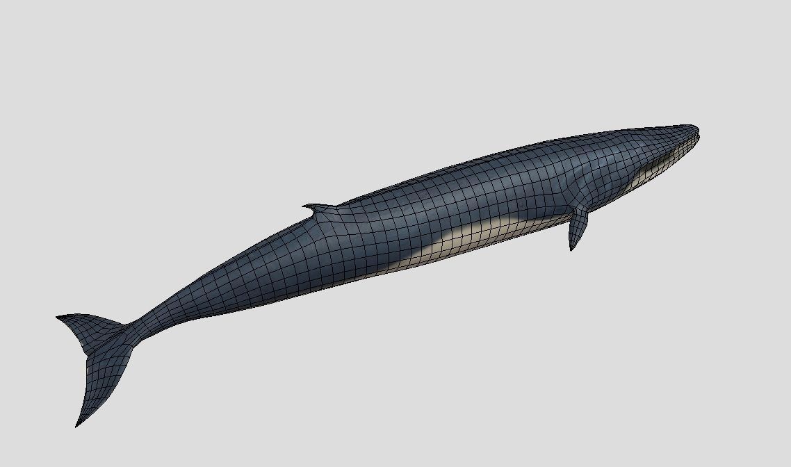 Fin-Whale Animated Low-poly Low-poly 3D model_2