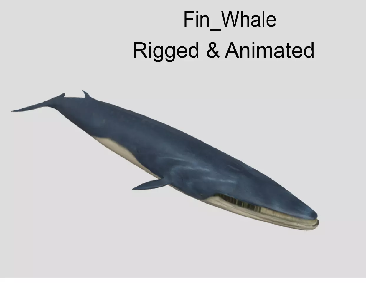 Fin-Whale Animated Low-poly Low-poly 3D model_0