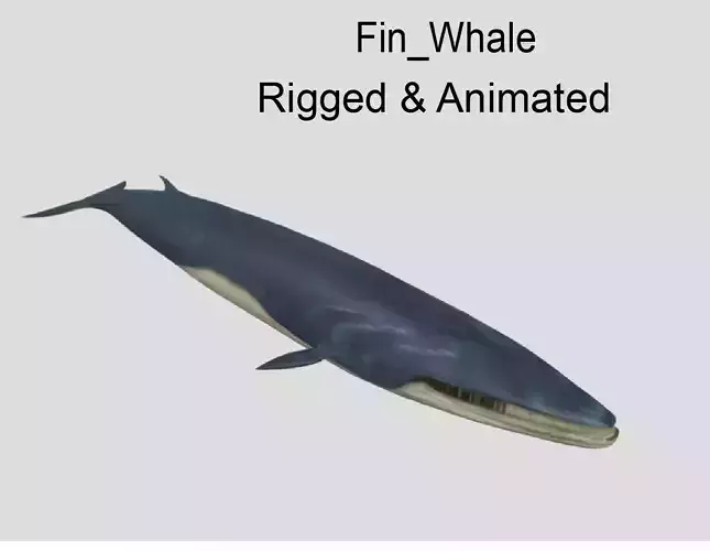 Fin-Whale Animated Low-poly Low-poly 3D model