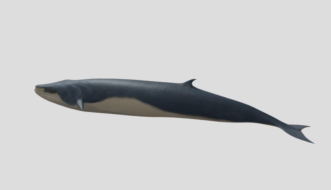 Fin-Whale Animated Low-poly Low-poly 3D model_5