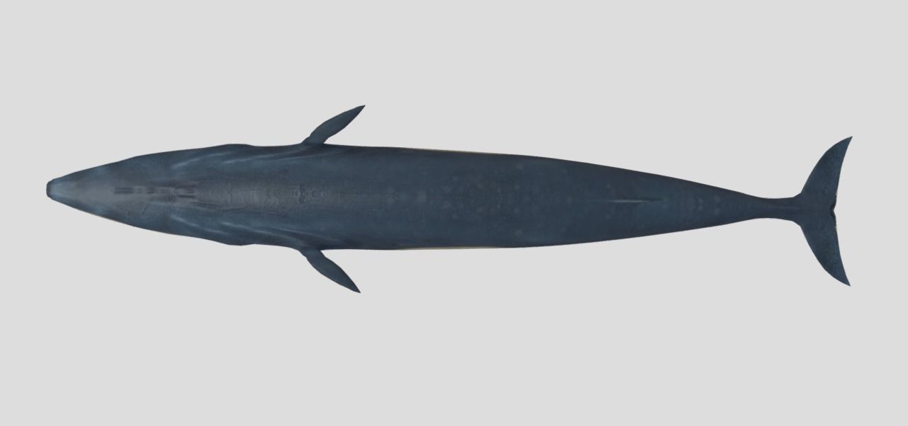Fin-Whale Animated Low-poly Low-poly 3D model_4