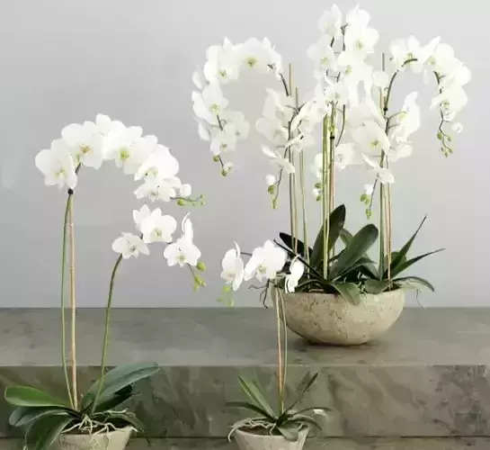  Phalaenopsis Flower 3D model
