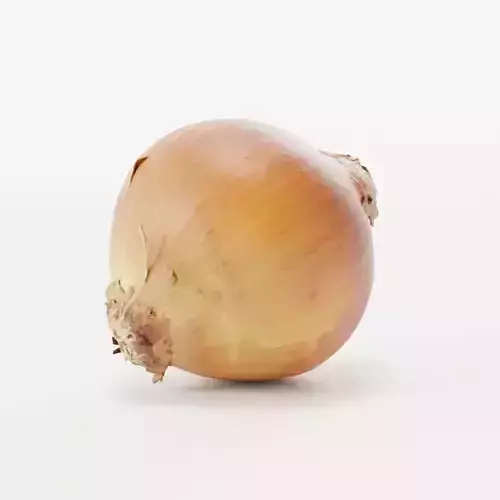 Onion 2 3D model