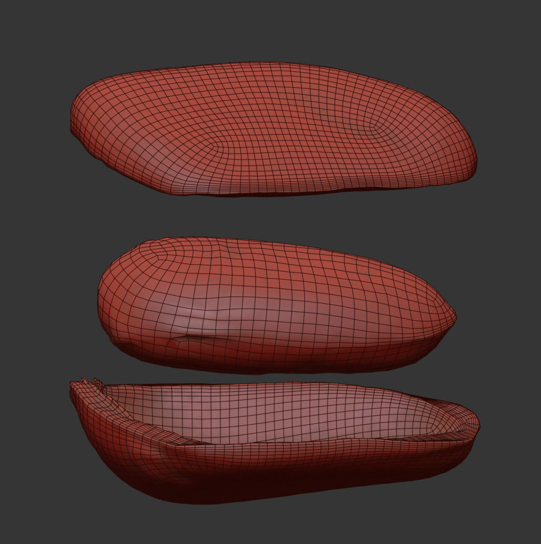 Pine Seed 3D model_6