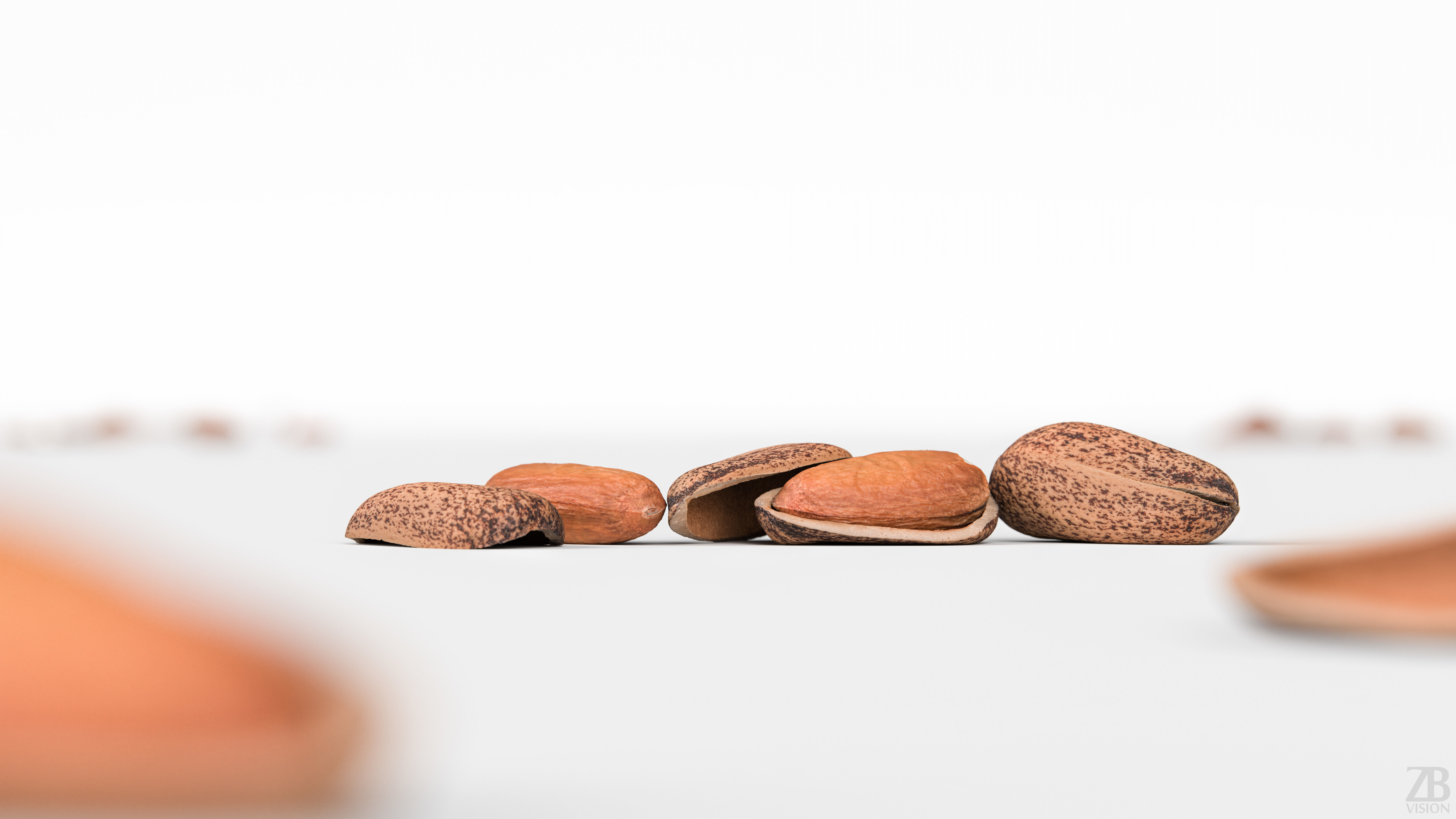 Pine Seed 3D model_1