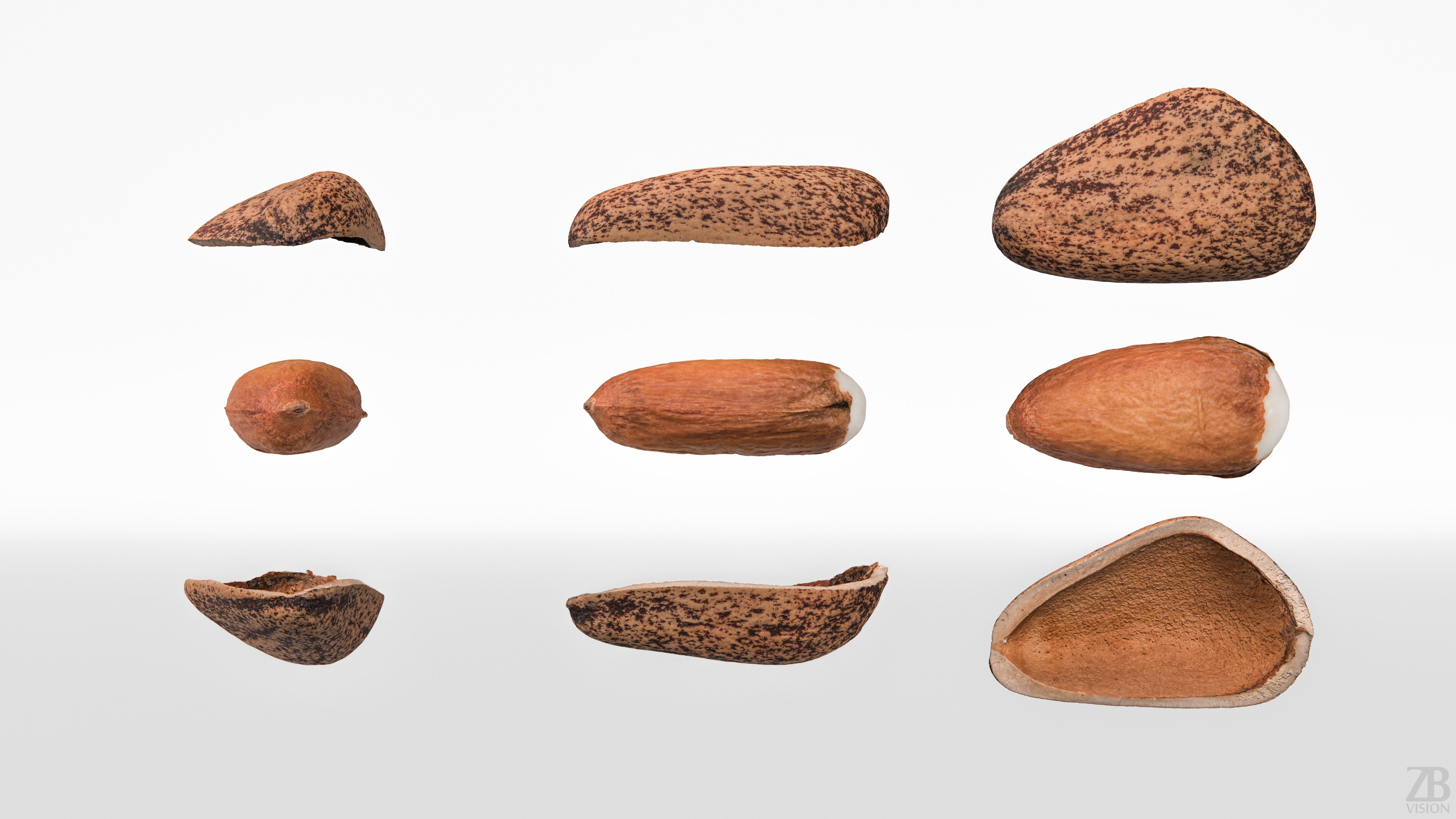 Pine Seed 3D model_4