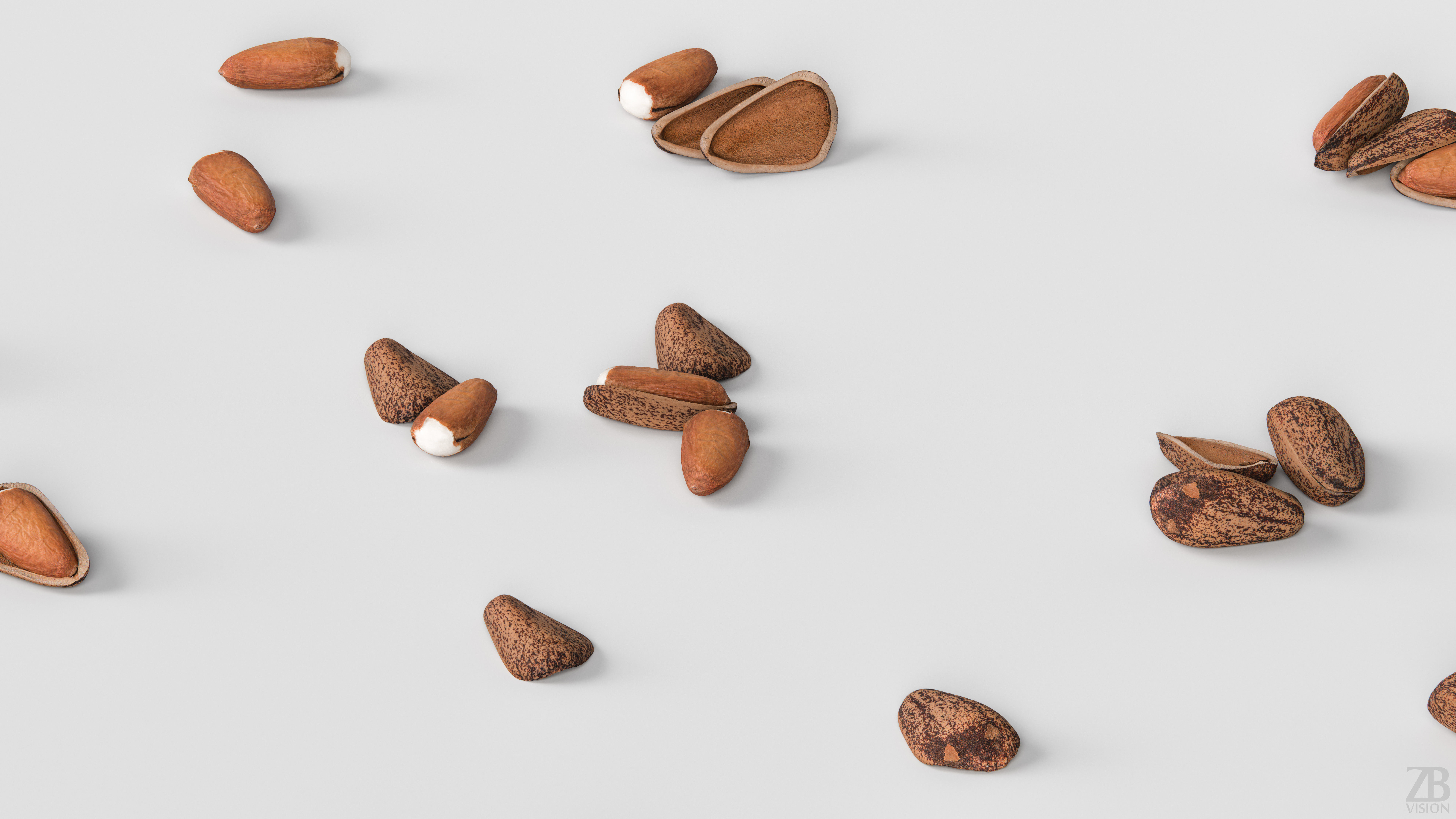 Pine Seed 3D model_2