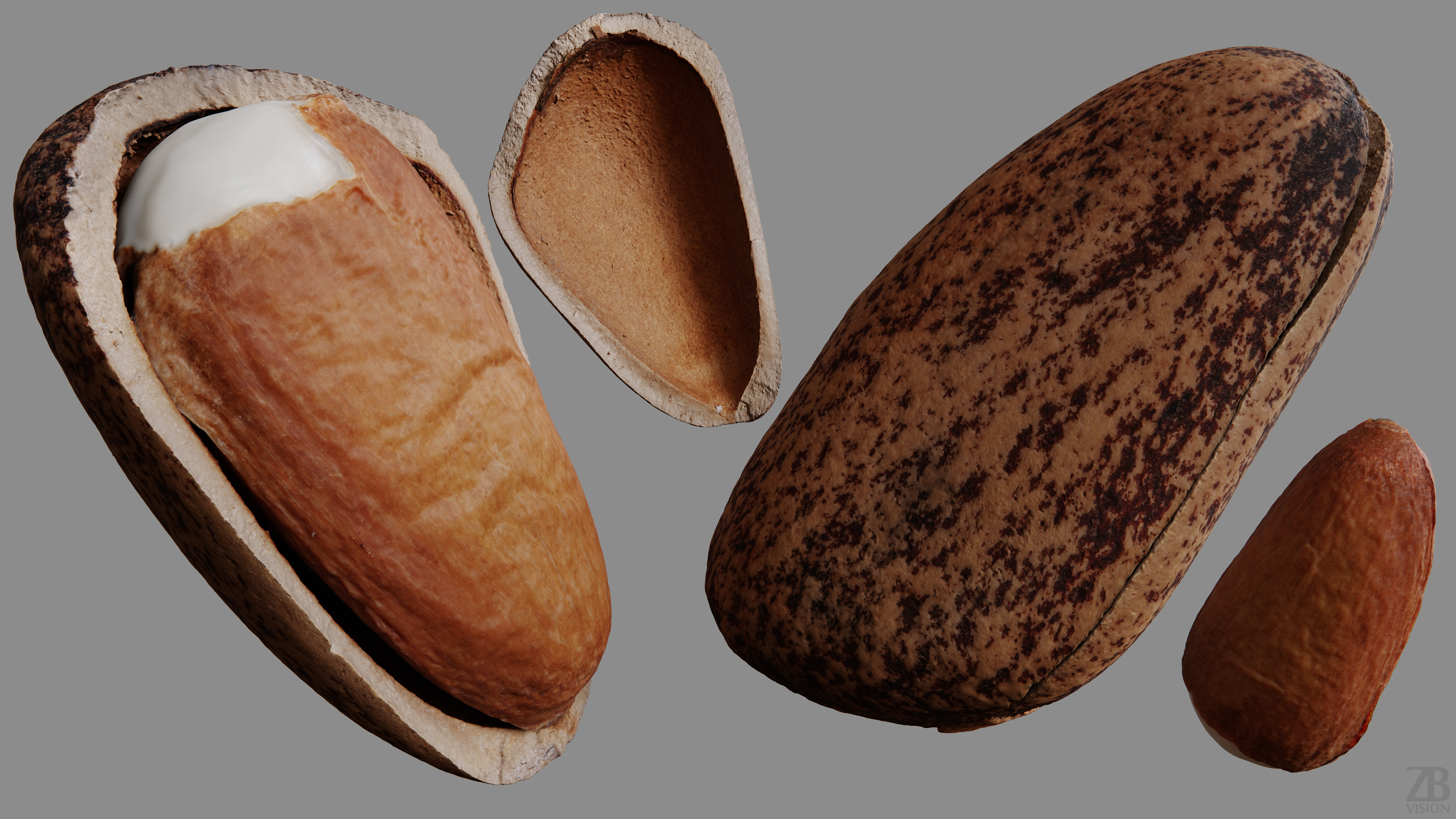 Pine Seed 3D model_9