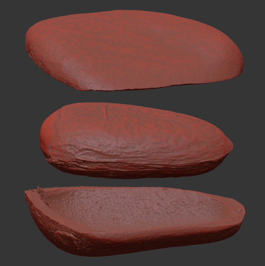 Pine Seed 3D model_7