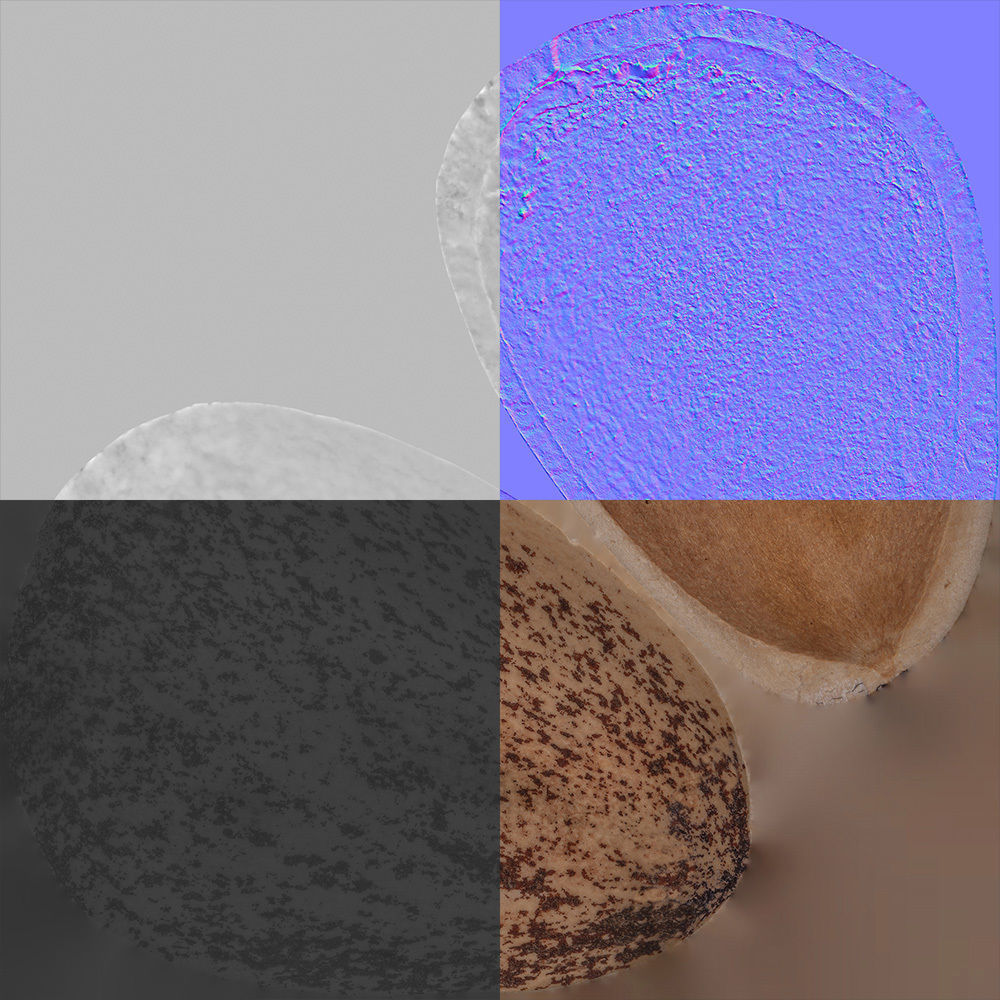 Pine Seed 3D model_8