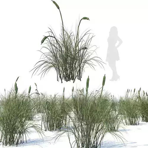broadleaf cattail grass cluster Low-poly 3D model