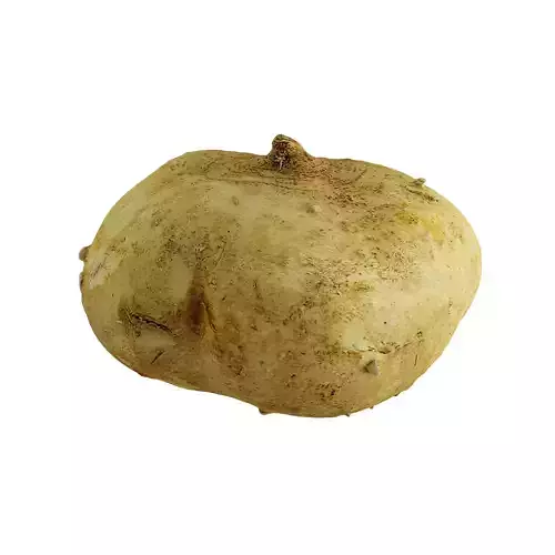 Jicama - Photogrammetry  3D model