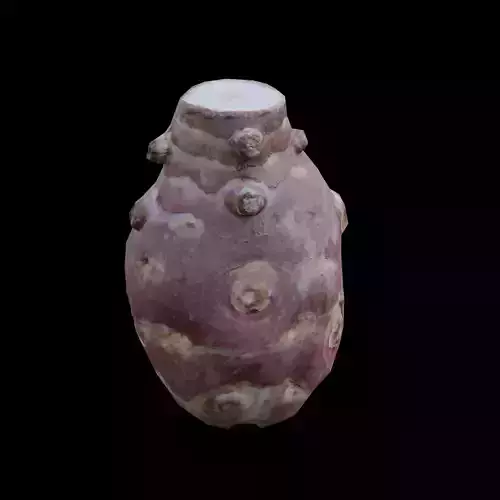 Jerusalemartichoke 1 3D model
