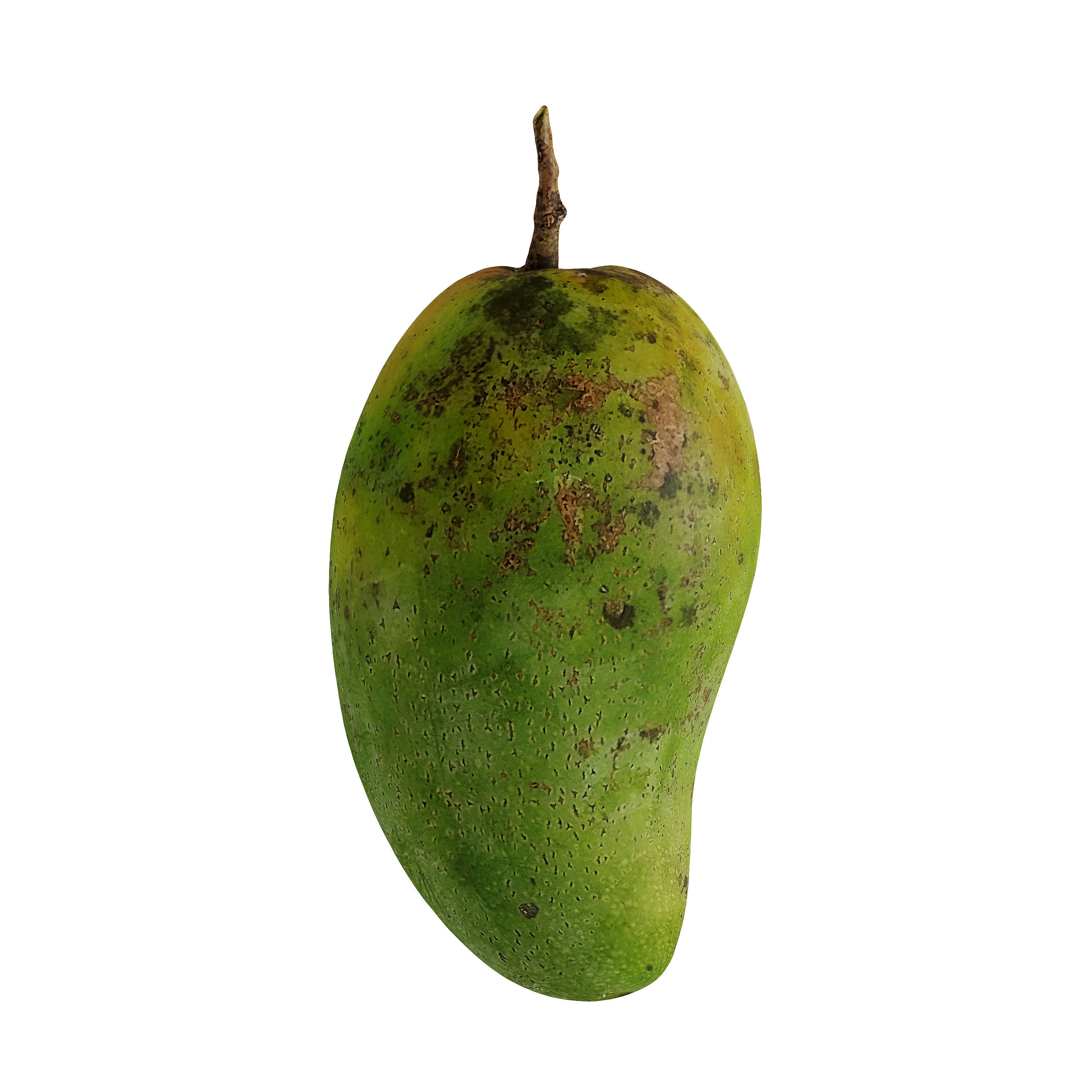 Mango - Mangifera indica  3D model_2