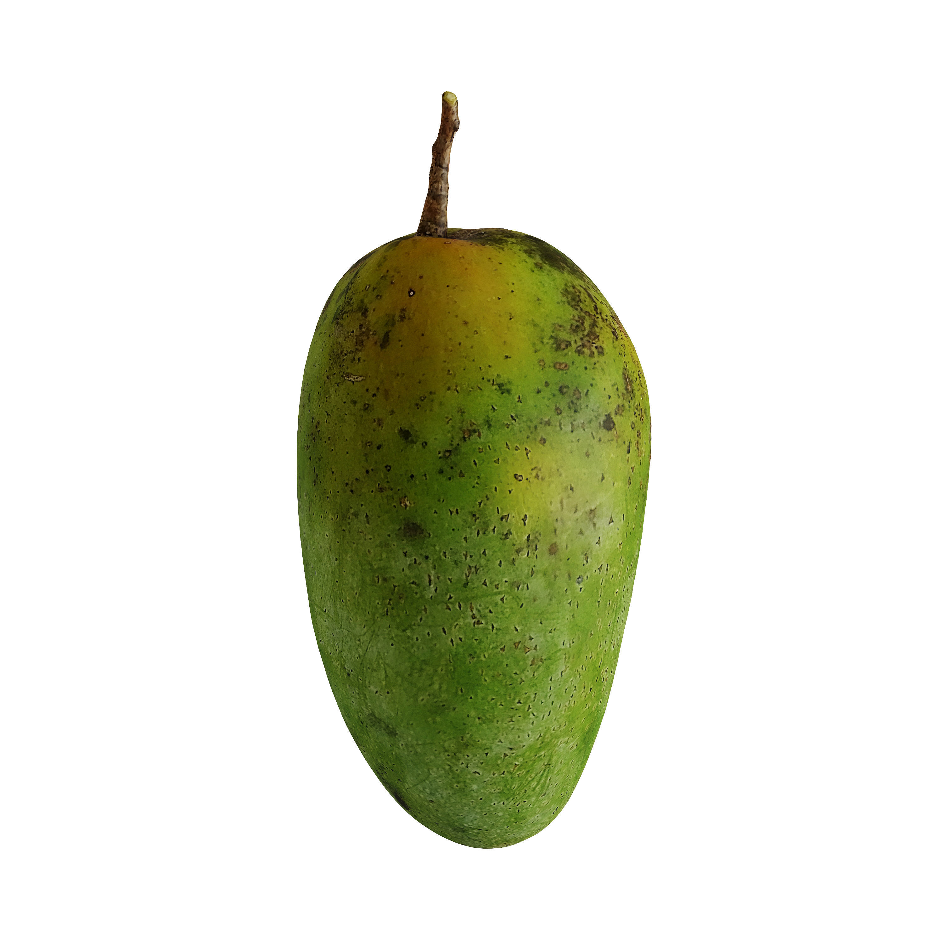 Mango - Mangifera indica  3D model_1