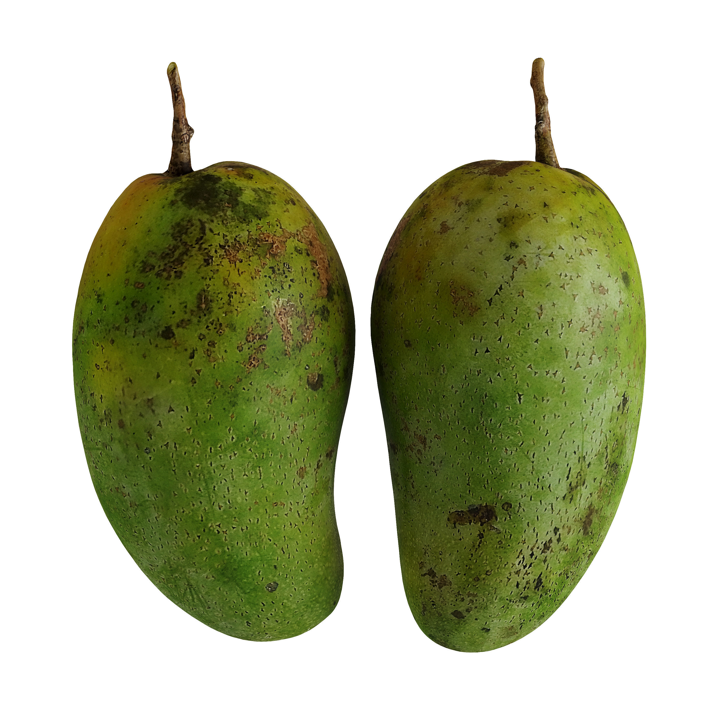 Mango - Mangifera indica  3D model_6
