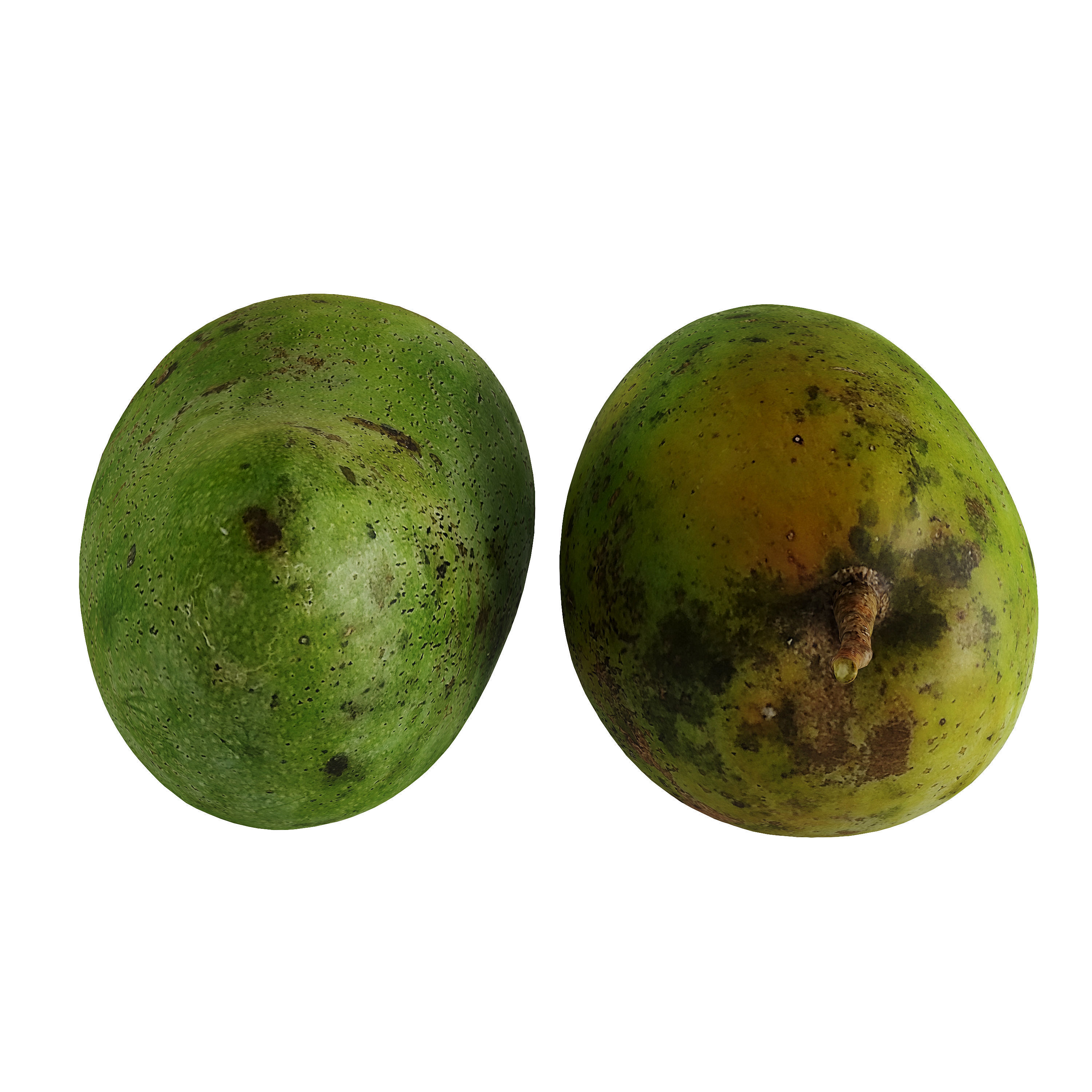 Mango - Mangifera indica  3D model_5