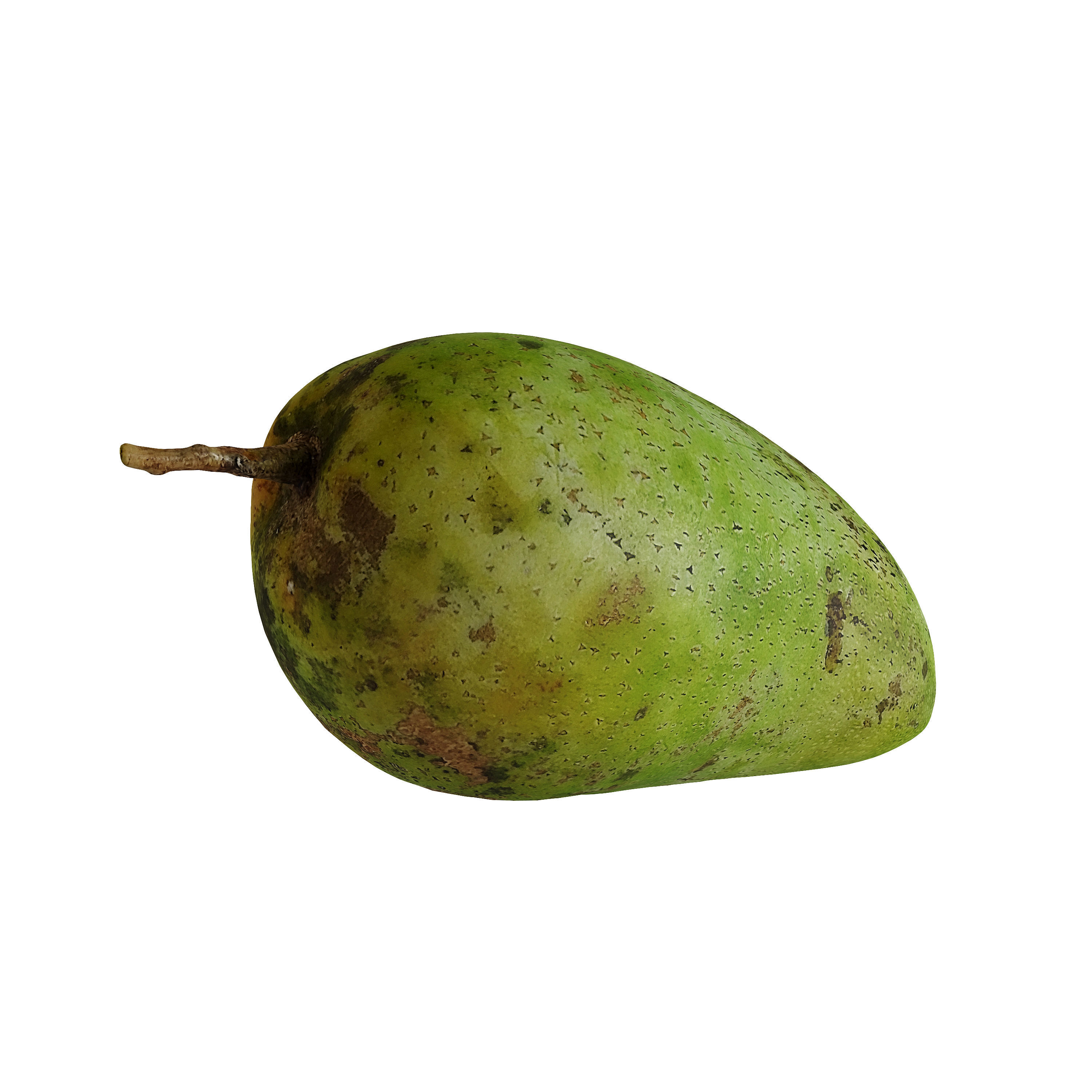 Mango - Mangifera indica  3D model_3