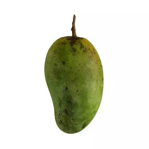 Mango - Mangifera indica  3D model
