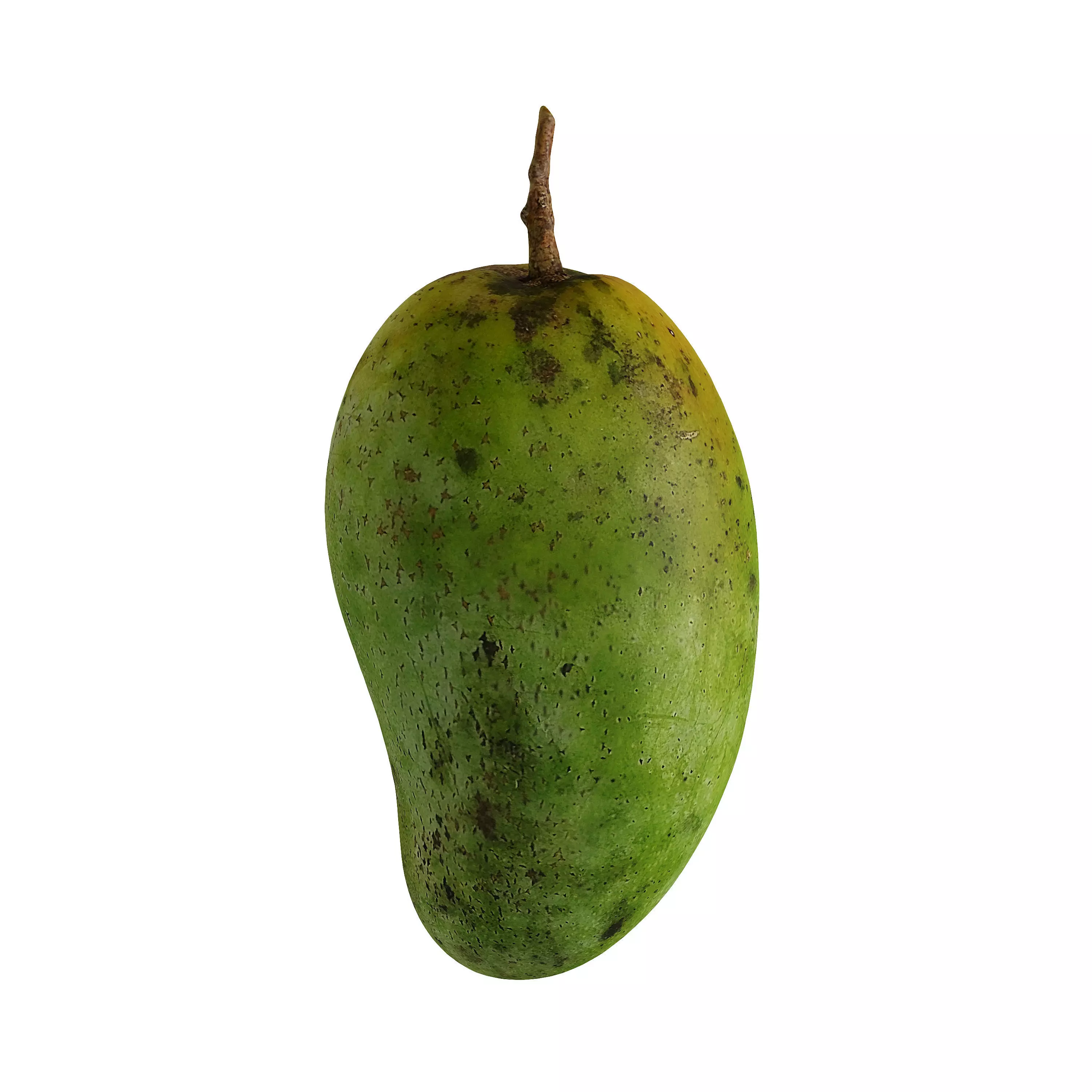 Mango - Mangifera indica  3D model_0
