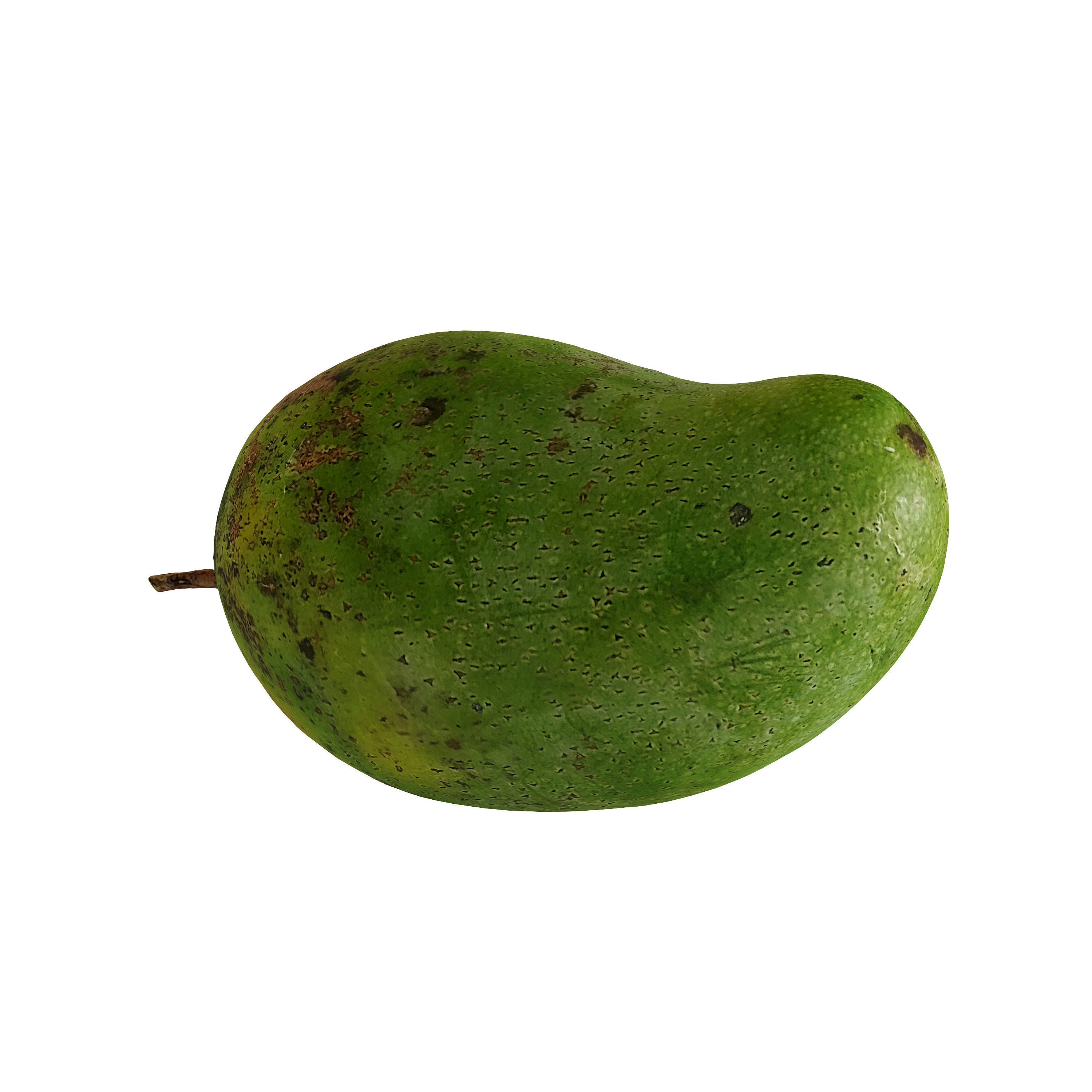 Mango - Mangifera indica  3D model_4