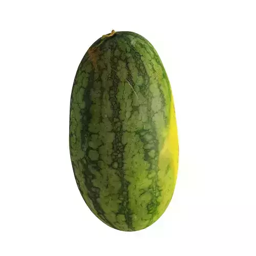 Watermelon - Citrullus Lanatus