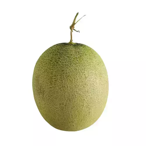 Cantaloupe - Cucumis melo L 3D model