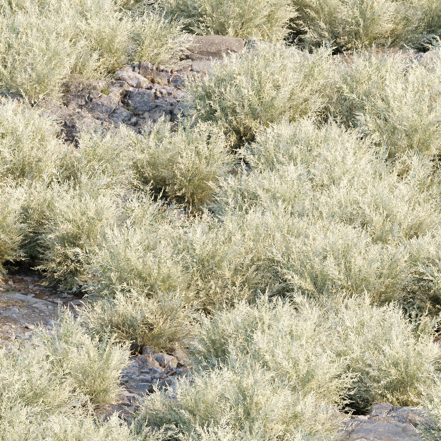 Grass for wild landscape collection vol 12 _20